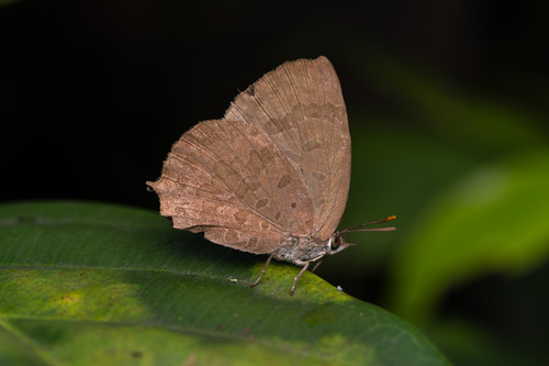 Dark Himalayan Oakblue