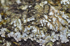 Physconia enteroxantha