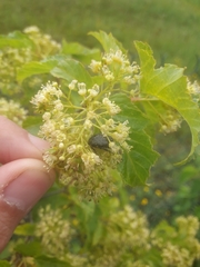 Oxythyrea
