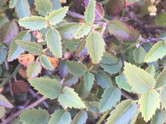 Ayenia compacta