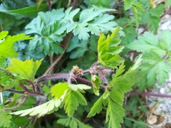 Geranium robertianum