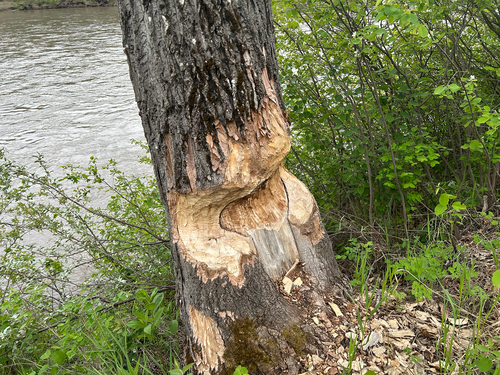 American Beaver