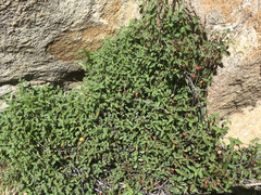 Ayenia compacta