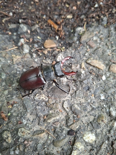 European Stag Beetle