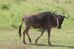 Connochaetes taurinus