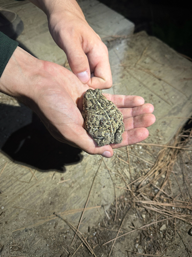 iNaturalist observation photo of Western Toad