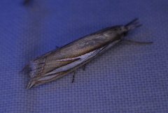 Crambus satrapellus