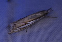 Crambus satrapellus