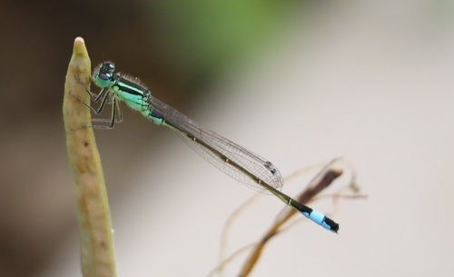 Blue-tailed Damselfly