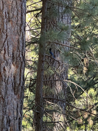 iNaturalist observation photo of Steller's Jay