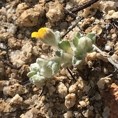 Eriophyllum wallacei