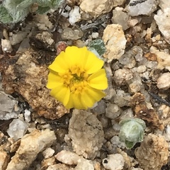 Eriophyllum wallacei