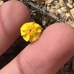 Eriophyllum wallacei