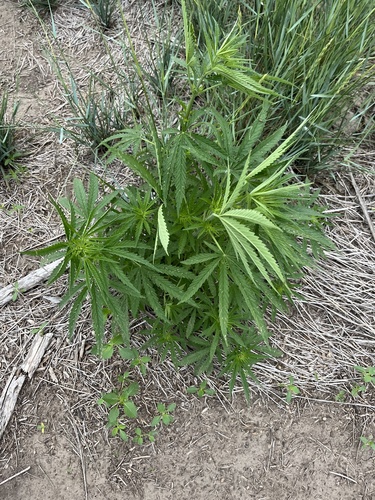 Cannabis