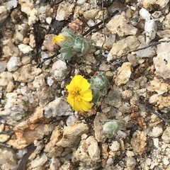 Eriophyllum wallacei