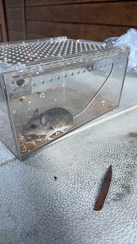 iNaturalist observation photo of North American Deer Mice