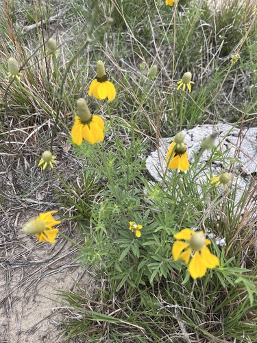 upright prairie coneflower