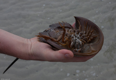 Carcinoscorpius rotundicauda