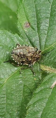 Forest Bug