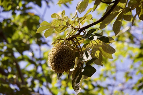 Zeyheria tuberculosa