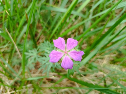 Bloody Crane's-bill