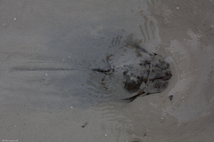 Carcinoscorpius rotundicauda