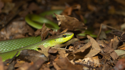 Lichtenstein's Green Racer