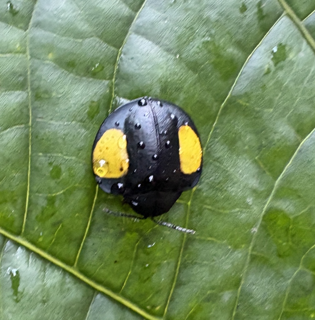 Omaspides erichsoni