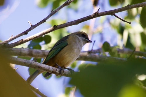 Burnished-buff Tanager