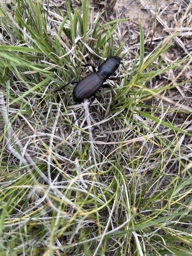 Great Plains Giant Tiger Beetle
