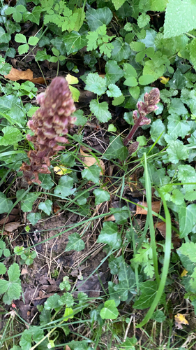ivy broomrape