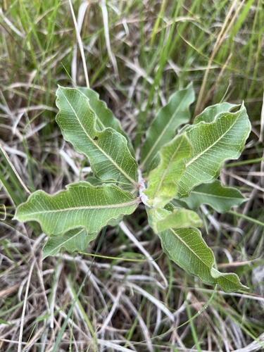 green comet milkweed