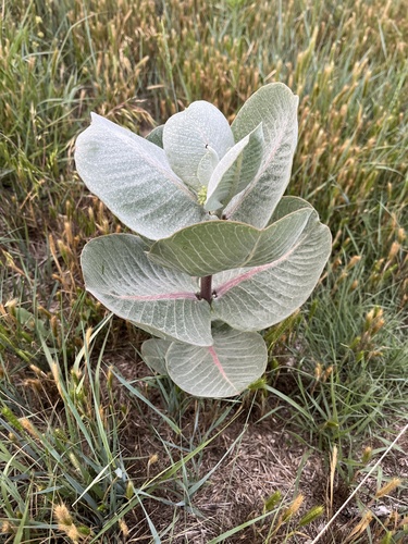 broadleaf milkweed