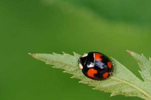 Asian Lady Beetle