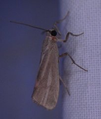 Cisthene striata
