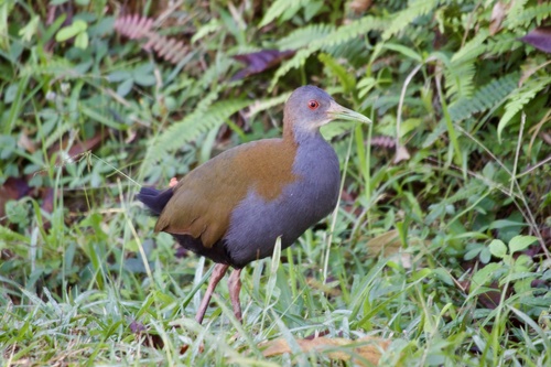 Slaty-breasted Wood-Rail
