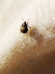 Philopedon plagiatum