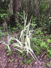 Arundo donax versicolor