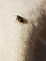 Philopedon plagiatum