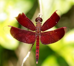 Neurothemis ramburii