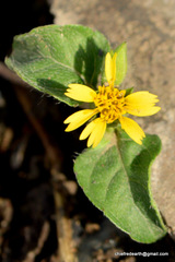 Asteraceae