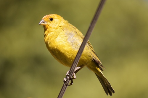 Saffron Finch