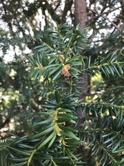 Taxus baccata