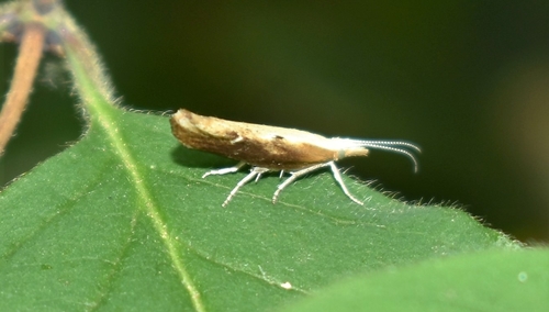 Ypsolopha falcella