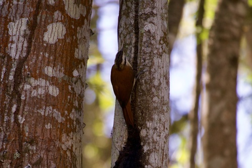 Narrow-billed Woodcreeper