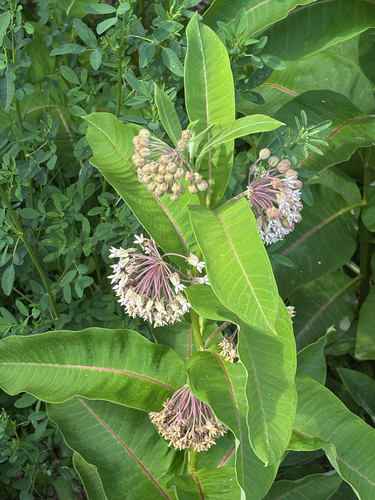 common milkweed