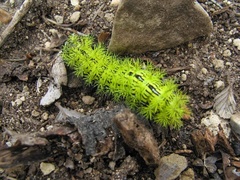 Automeris zephyria