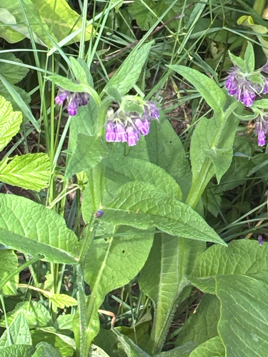 common comfrey