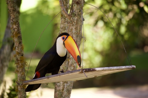 Toco Toucan
