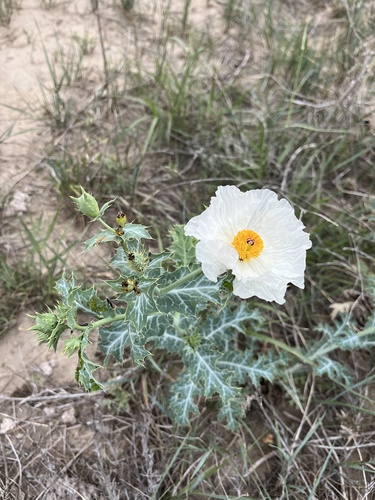 thistle poppy